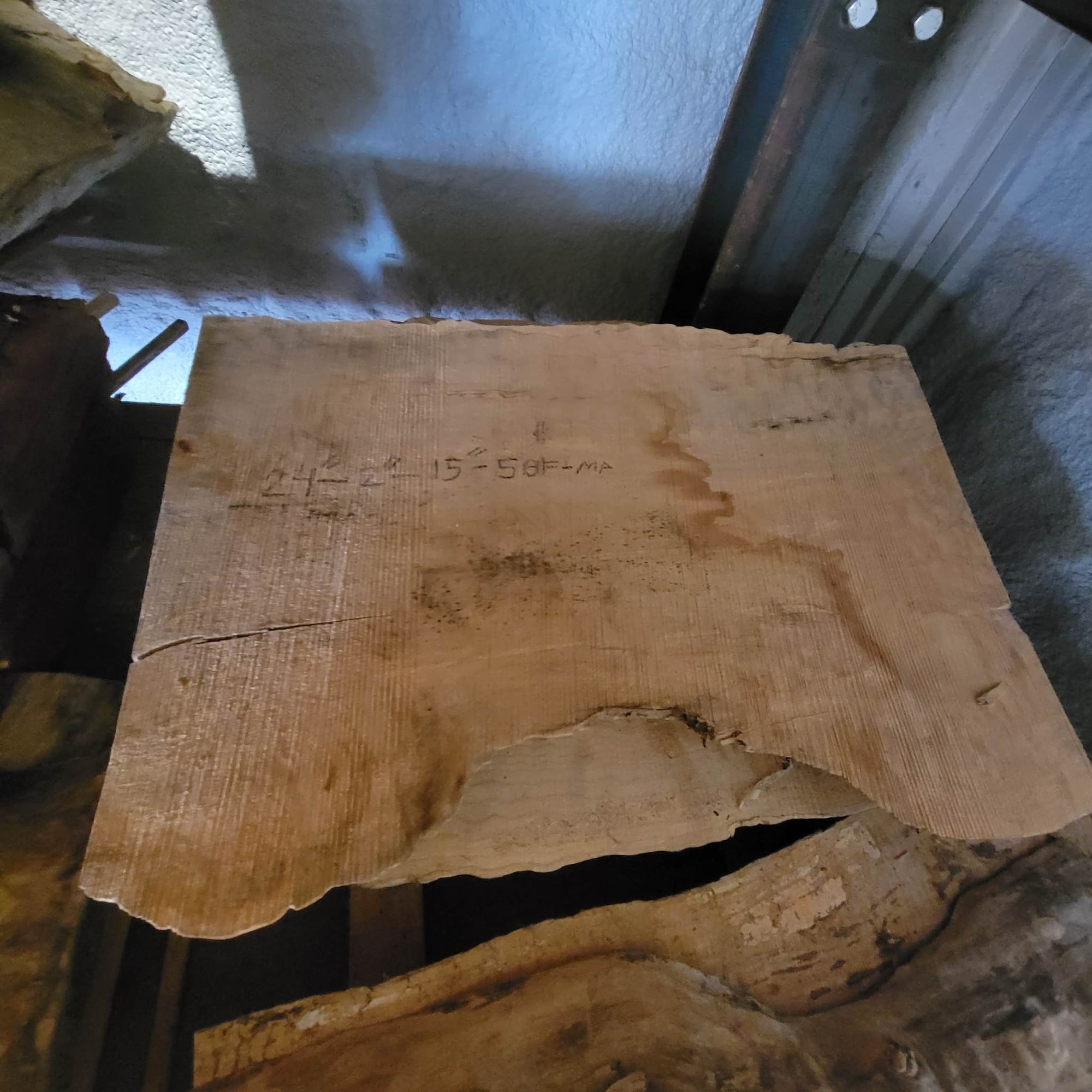 Big Leaf Maple